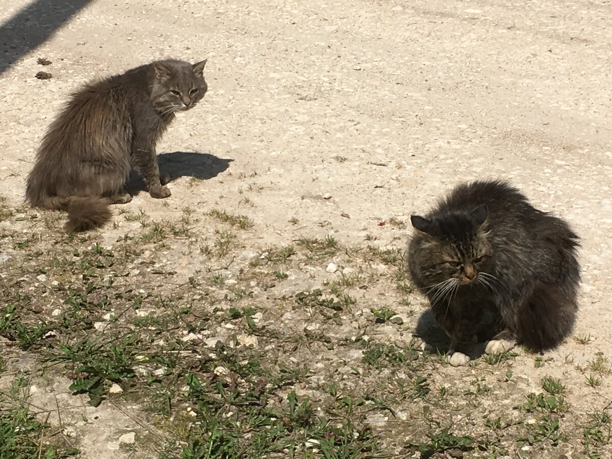 Вот перед Вами два кота...