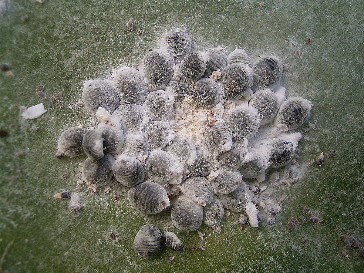 Скопление самок мексиканской кошенили (Dactylopius coccus)