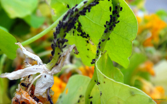 Тля на огуречнике.