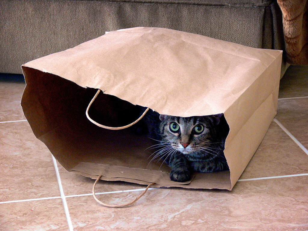 Почему коты любят шуршащие пакеты | Мир домашних животных | Дзен