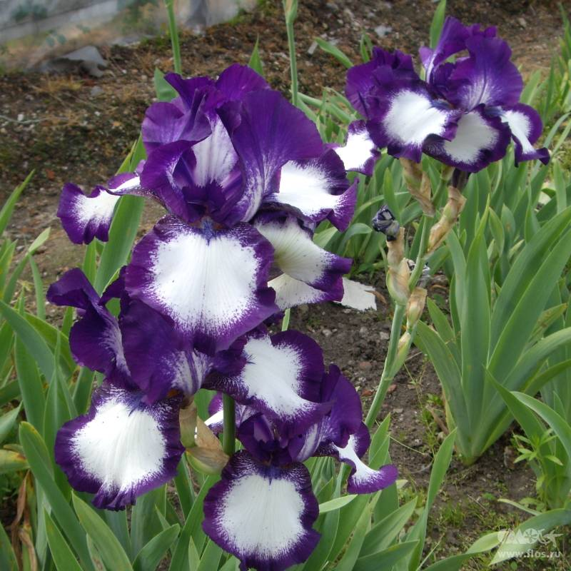 Ирис говард уиид. Бородка ириса. Бородка ириса. Ирис бородатый райд джой. Ирис germanica buttered popcorn.