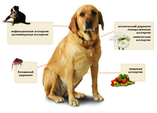 Аллергия у собак - признаки, лечение и профилактика | Лапа помощи | Дзен