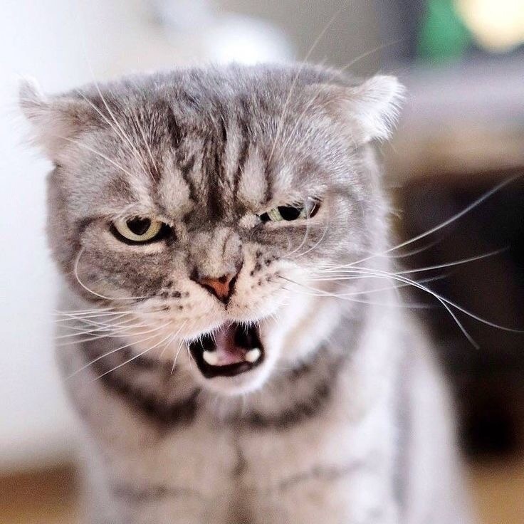 Фото взято из открытых источников