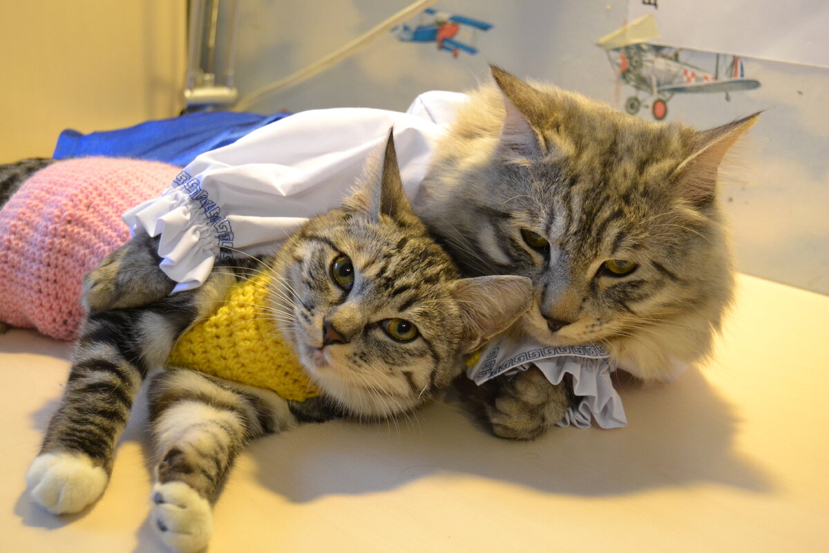 кот Барни и кошка Ириска