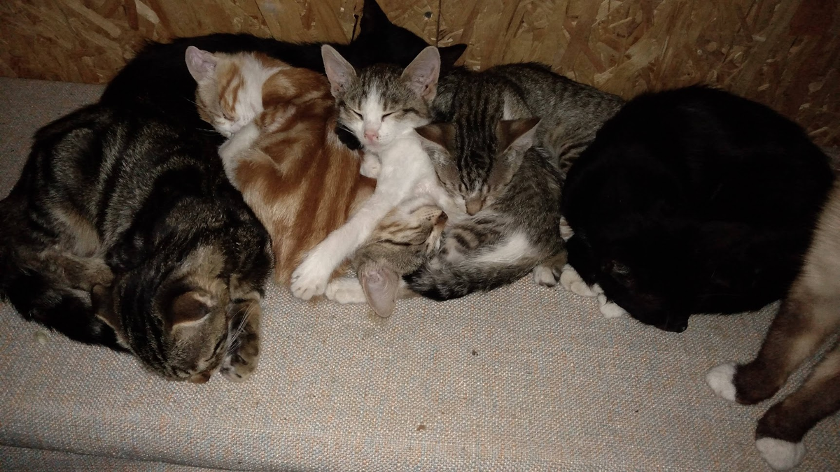 Бригада... э... КотоГада спецов по отделке