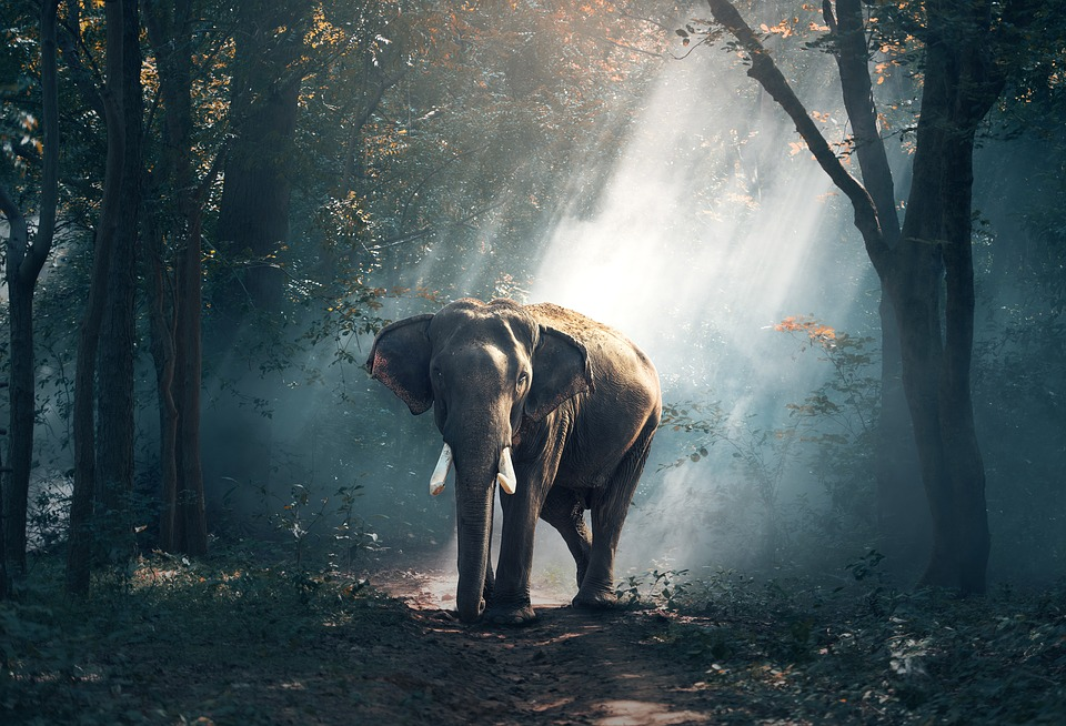 https://cdn.pixabay.com/photo/2016/11/14/04/45/elephant-1822636_960_720.jpg