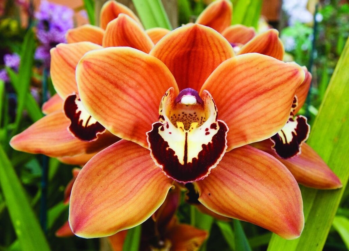 Орхидея Цимбидиум (Источник: Яндекс.Картинки)