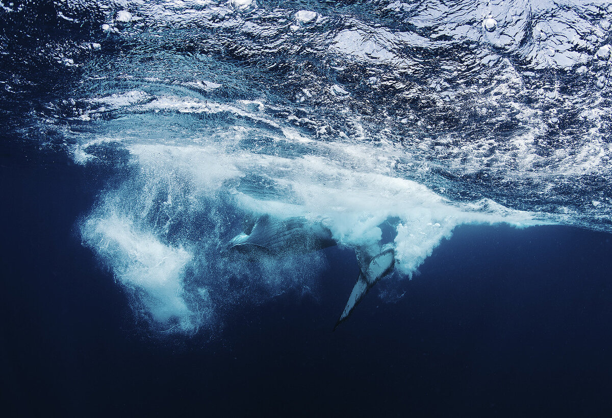 Молодой кит играет. Вид из под воды.
