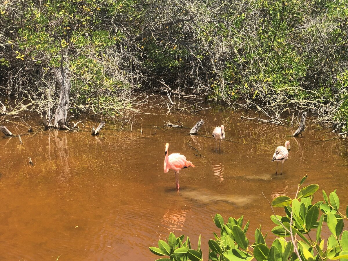 Розовые фламинго