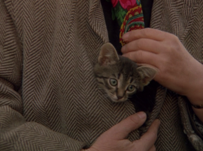 Котенок на птичьем рынке