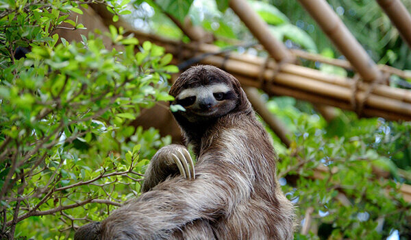 Фото: Ленивец