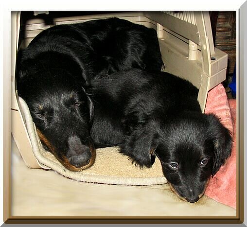 Фото из архива питомника Шегодай