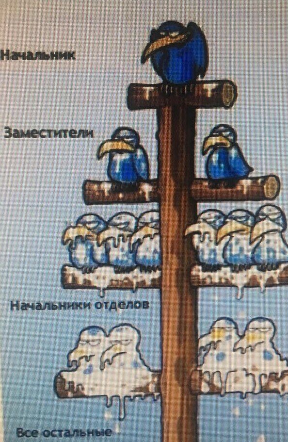 Правило курятника