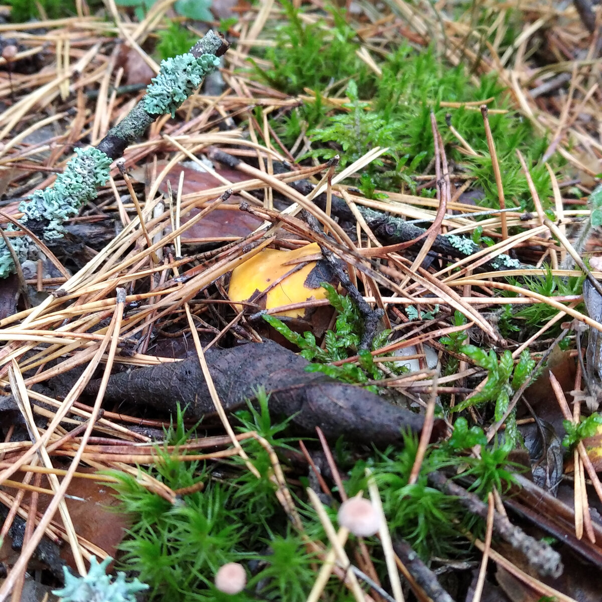 лисички в лесу