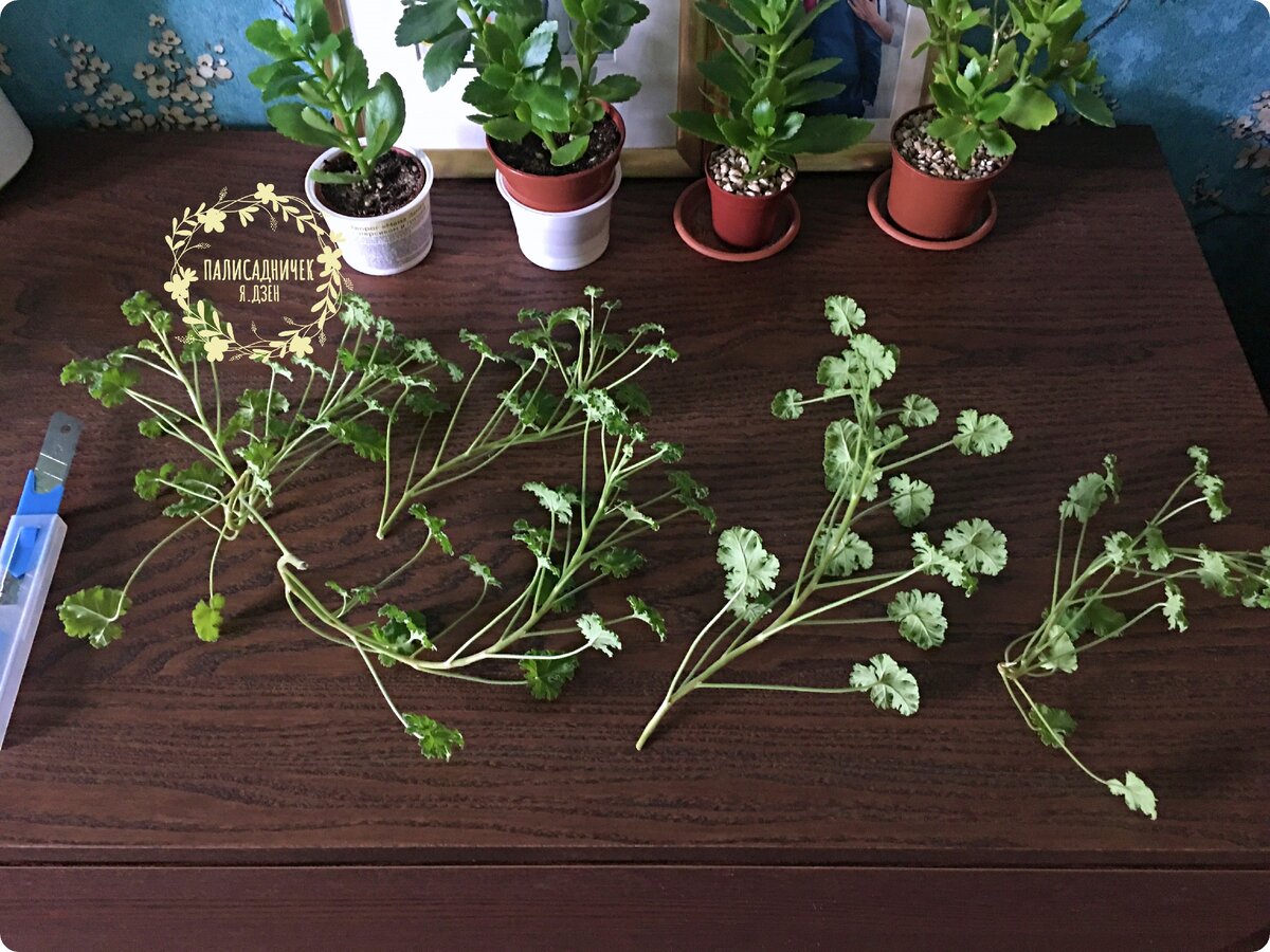 Я делаю это острым лезвием. Без фанатизма. В случаях с "ползучими" сортами отрезаю то, что перевешивает горшок , а также побеги, которые сами в руки просятся. Такие тоже бывают. Вы увидите их сразу, как только приступите. 