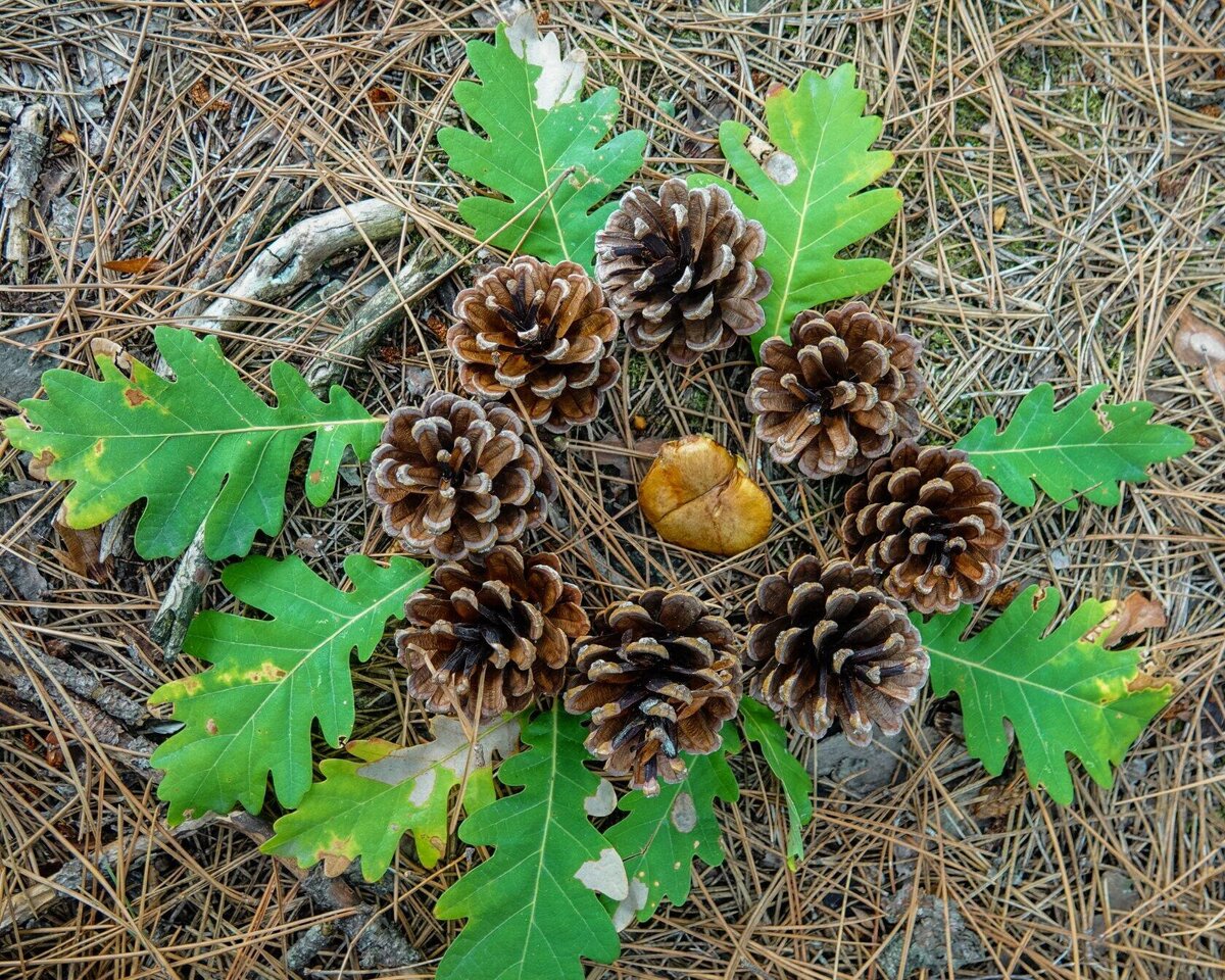 Волшебный веночек и первый найдённый грибочек