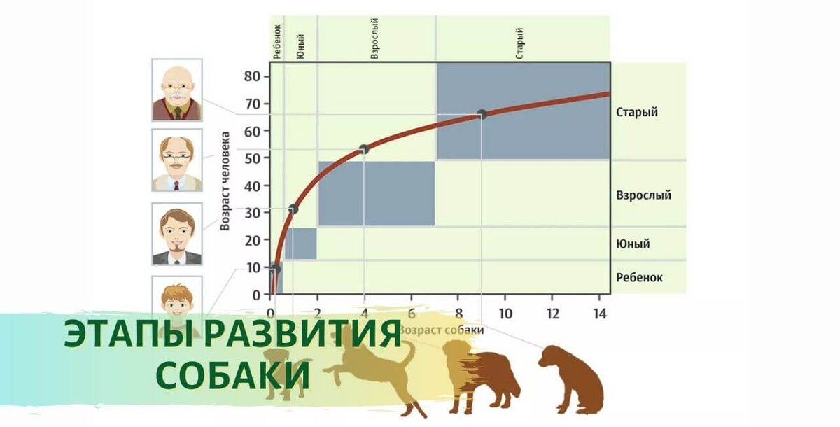 Таблица возраста собаки и человека