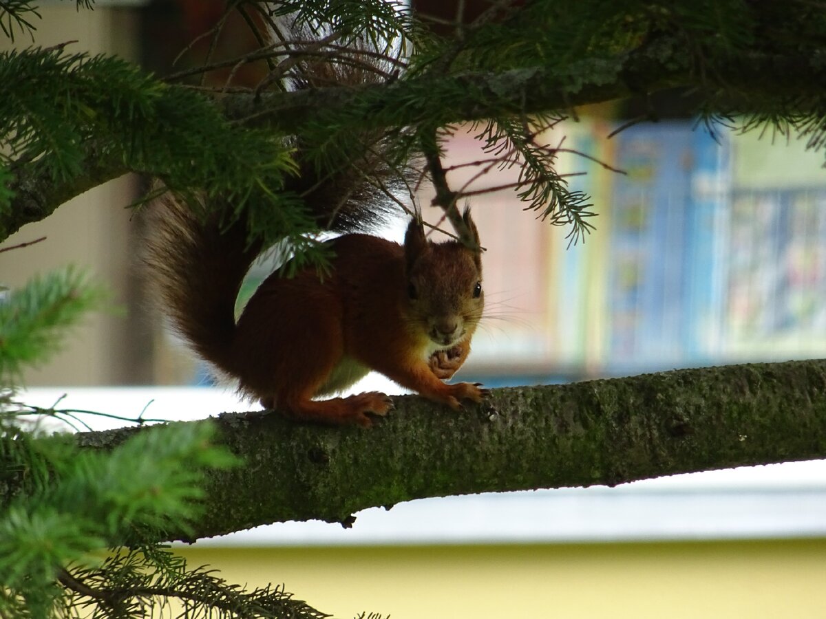 Просительную белку, которую мы приметили под секондхендом на окраине (а потом местный эстонец долго нам рассказывал, что белок в этом районе раньше вообще было как крыс)