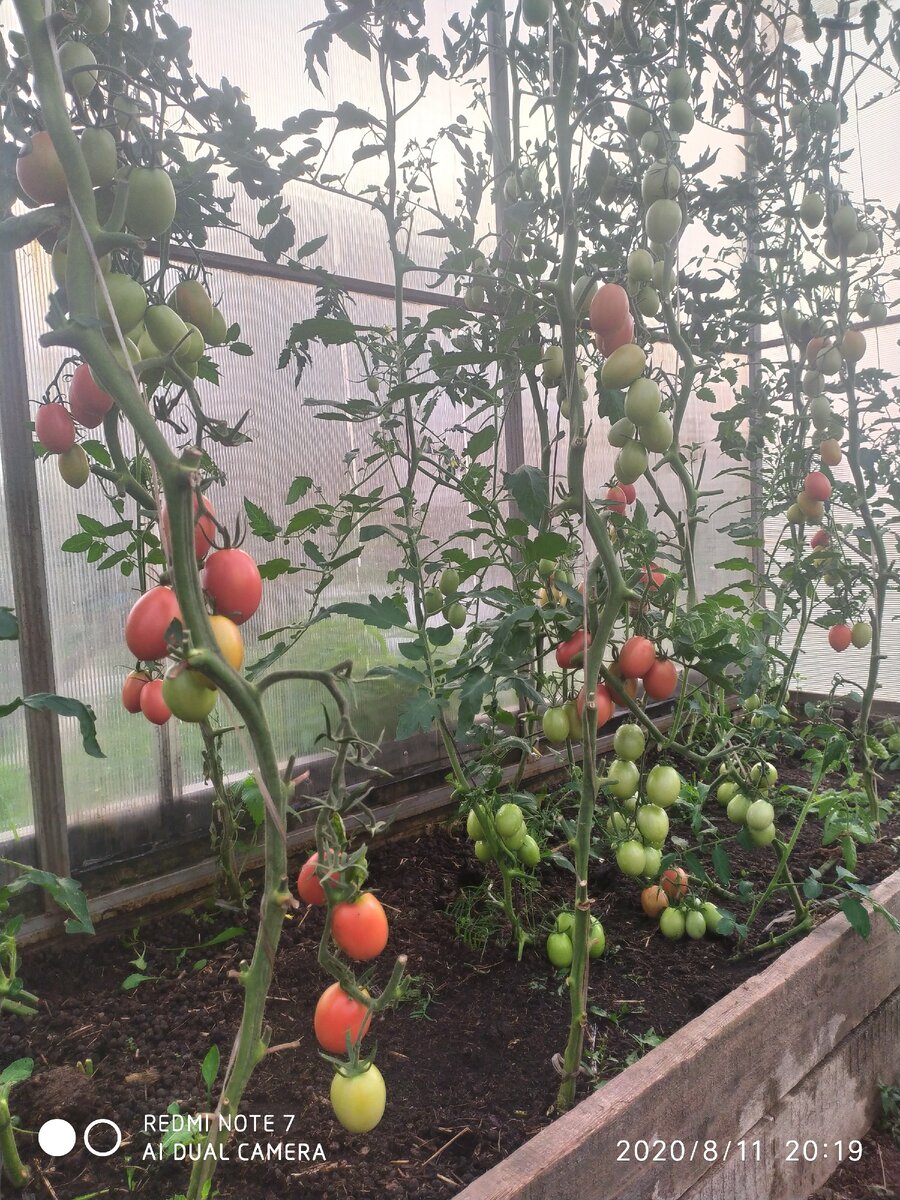 Обзор сортов томатов