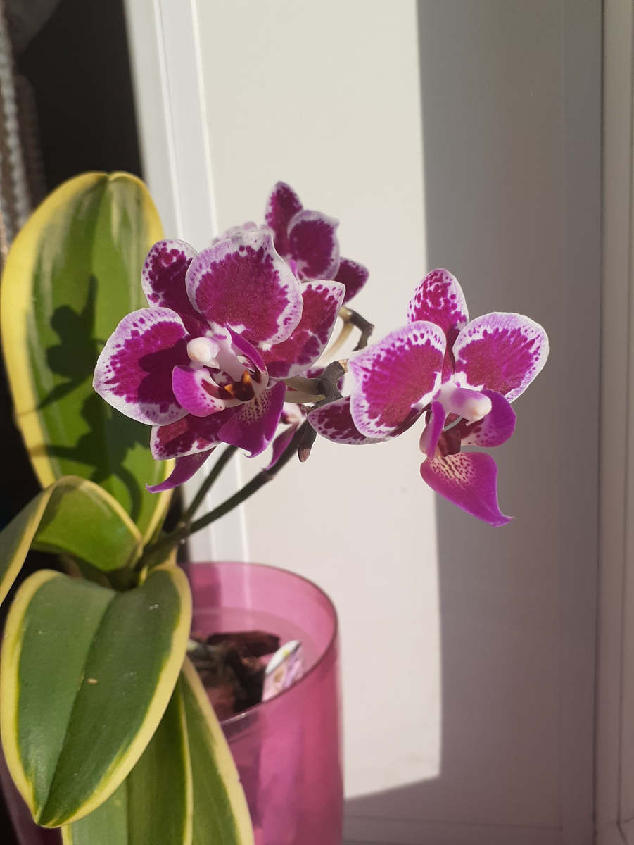 моя орхидея с вариегатным листом