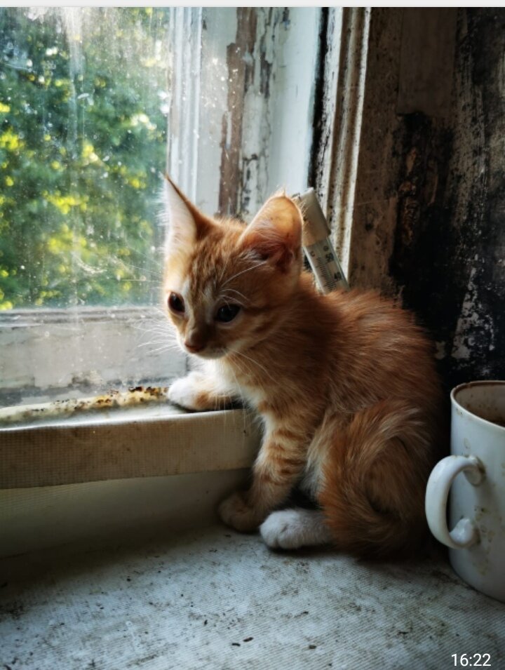 Фото Валерия, хозяина Кузи