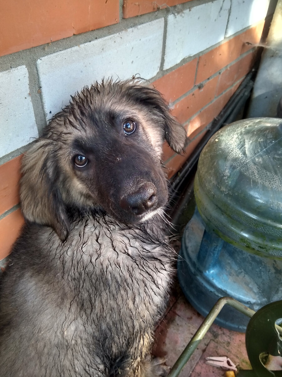 На фото автора тот самый щенок.