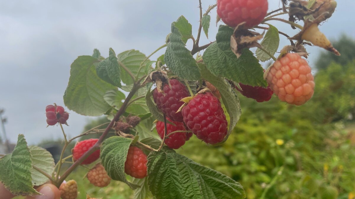 Пляж урожай малина Ессентуки. Как выглядит куст малины фото.