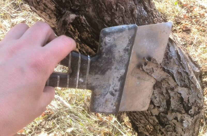 Очищаю стволы яблонь и груш перед побелкой.