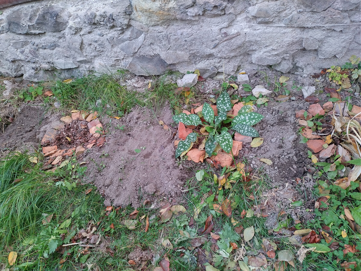 Между хостами воткнула тюльпаны, предварительно выкопав грибы ))