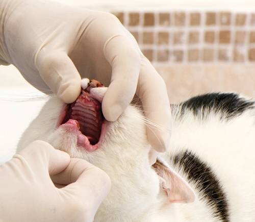 Неправильное питание