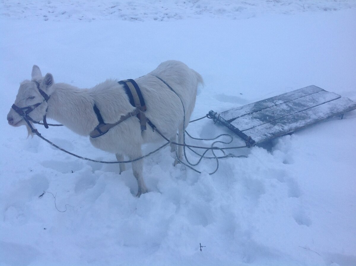 Мой рождественский олень!