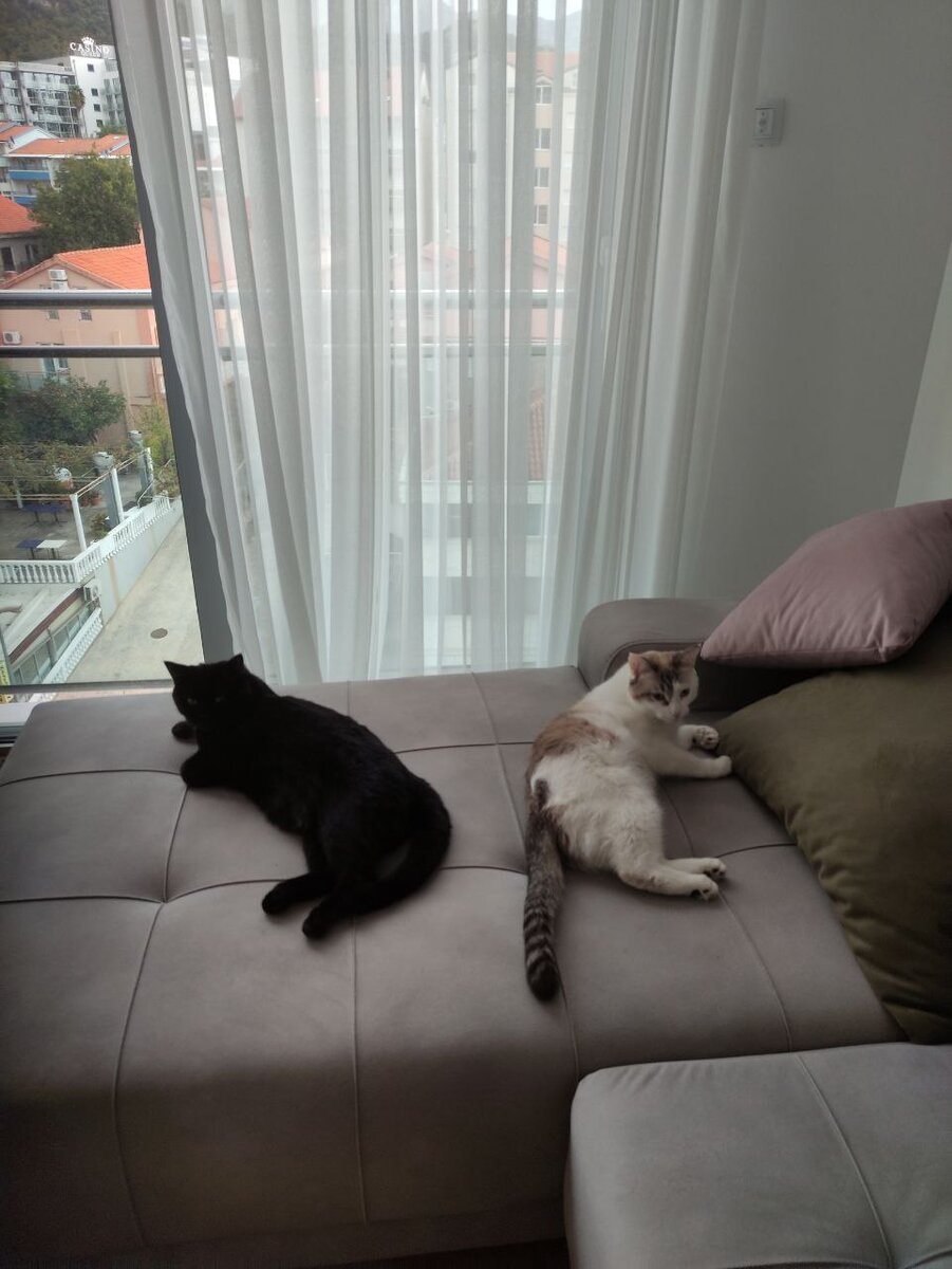 Жили у бабуси два веселых куся