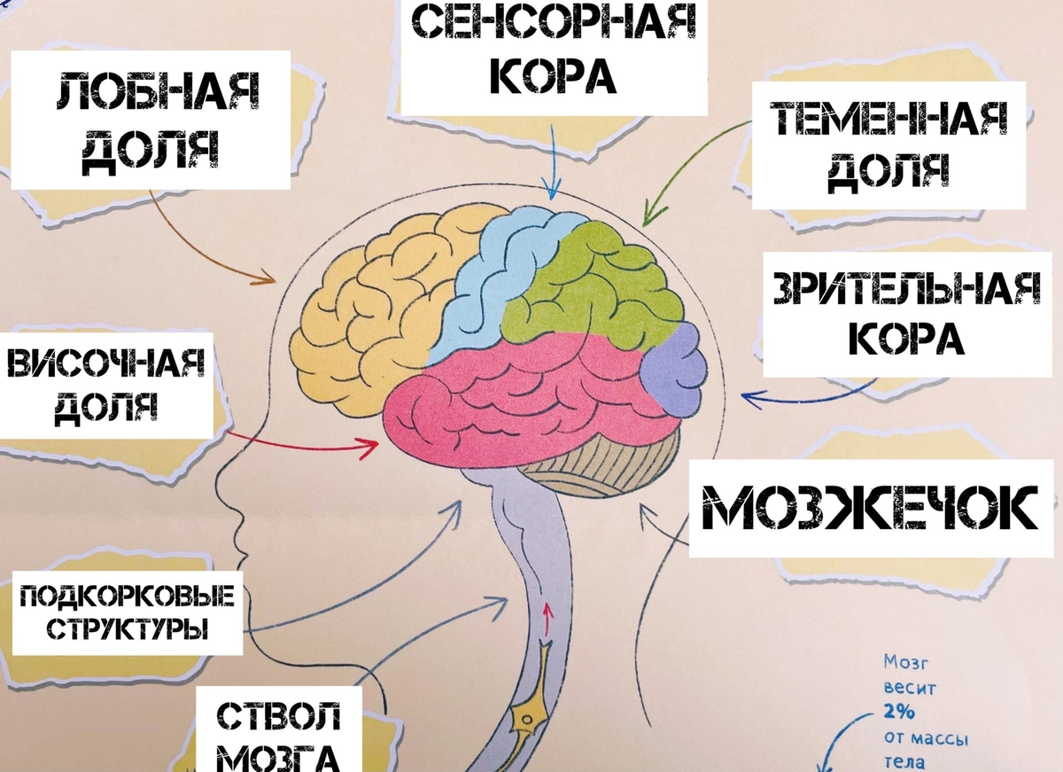 Почему мозг хуже. Как устроен мозг. Как устроен наш мозг. Для чего нужен мозг.