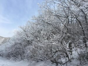    Фото: Снег, pixabay.com Андрей Пунегов