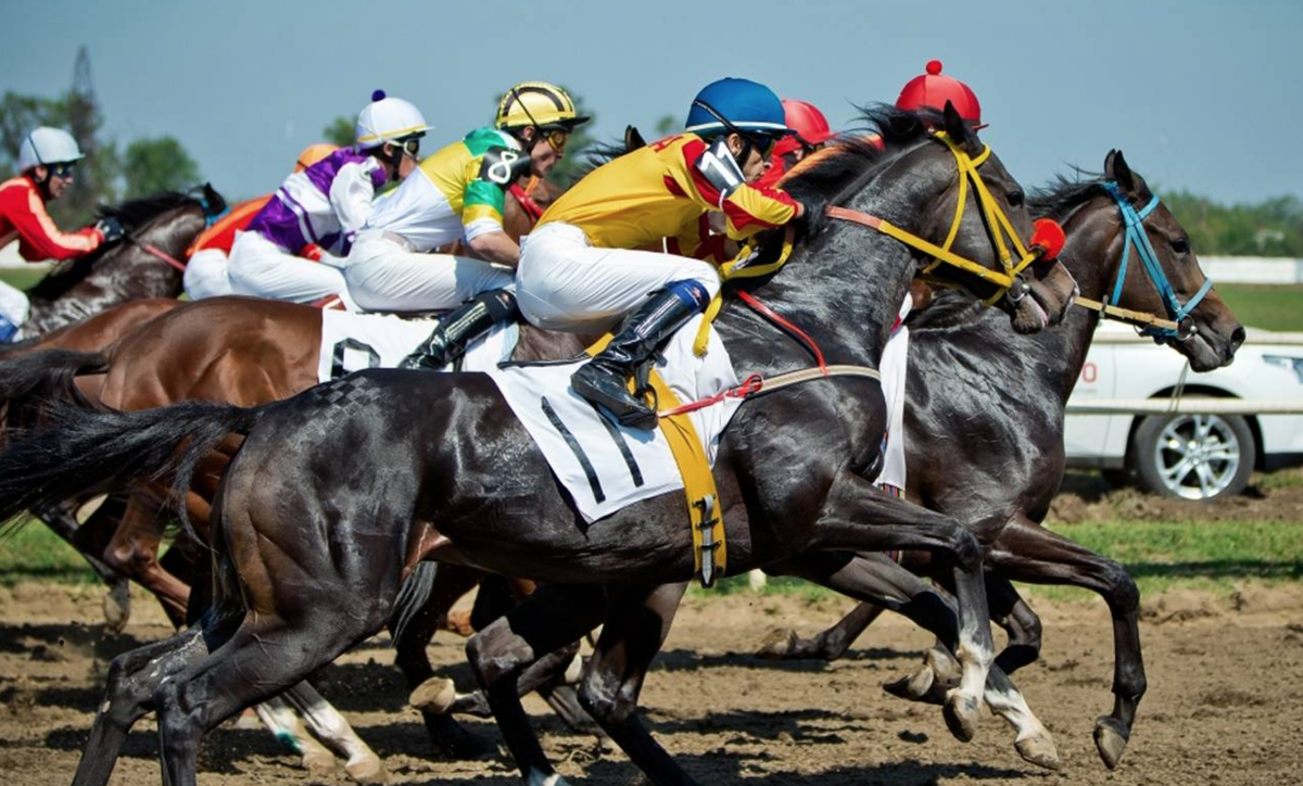 Фора в конном спорте 8 букв сканворд. Скачки ипподром Краснодар. Краснодарский ипподром лошади. Стипль-ЧЕЗ конный спорт. Московский скаковой ипподром.