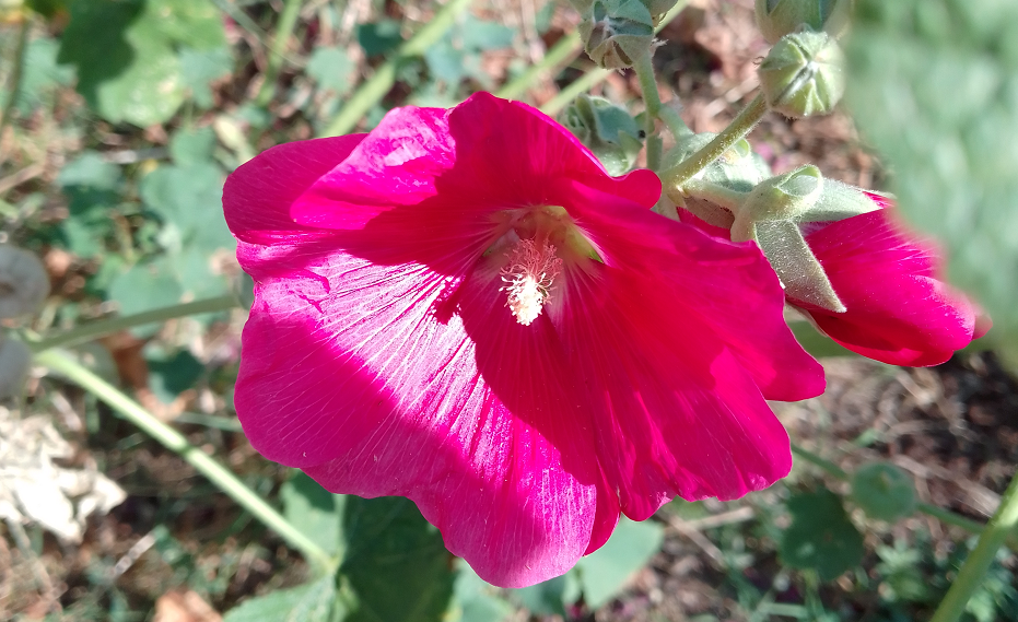 Простая жизнь