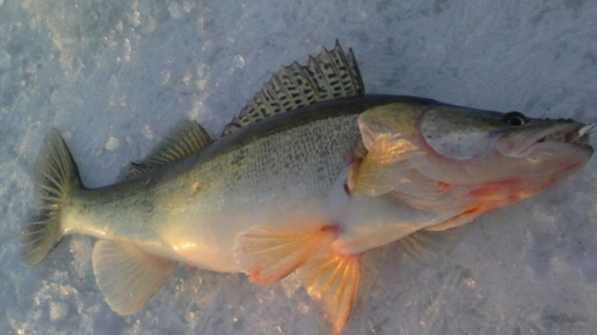 Мой последний судак весил почти 4 кг.