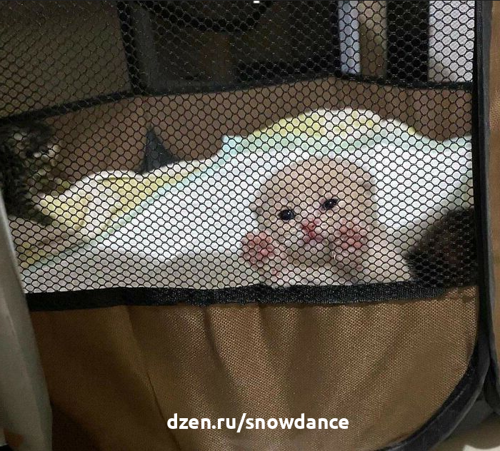 32 самых забавных фотографий кошек - забавные фото!