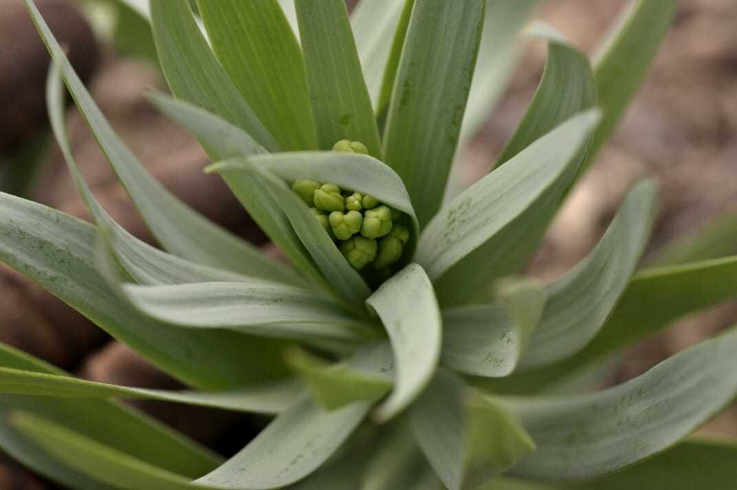   Персидский рябчик