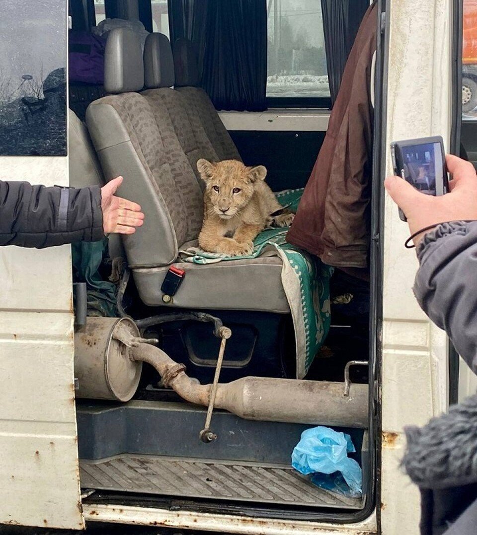     Львенок ехал в Беларусь в старом микроавтобусе с ржавым глушителем на полу. Фото: Центральное таможенное управление