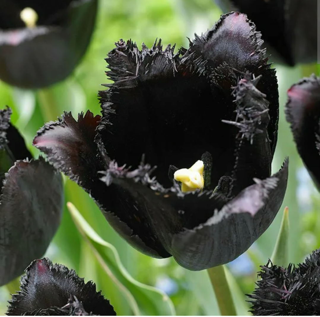 Черный тюльпан отзывы