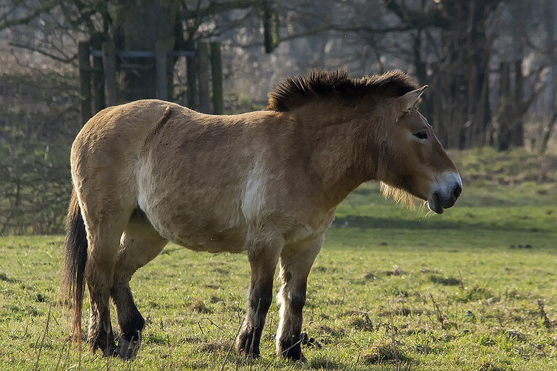 Лошадь Пржевальского. Фото Ouwesok (flickr.com)