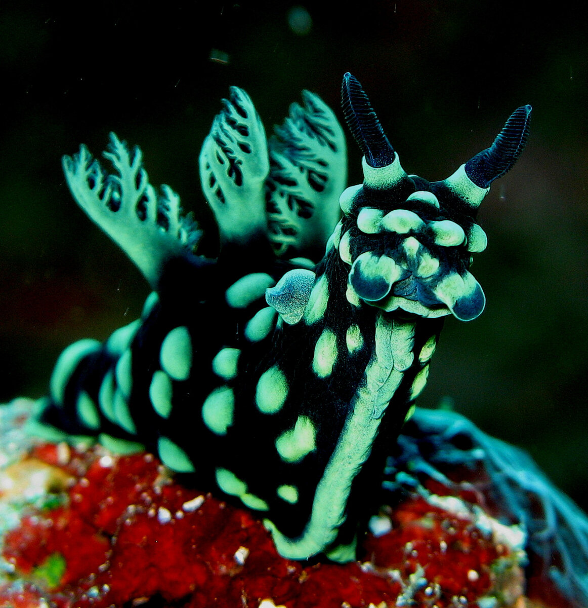 Nembrotha cristata