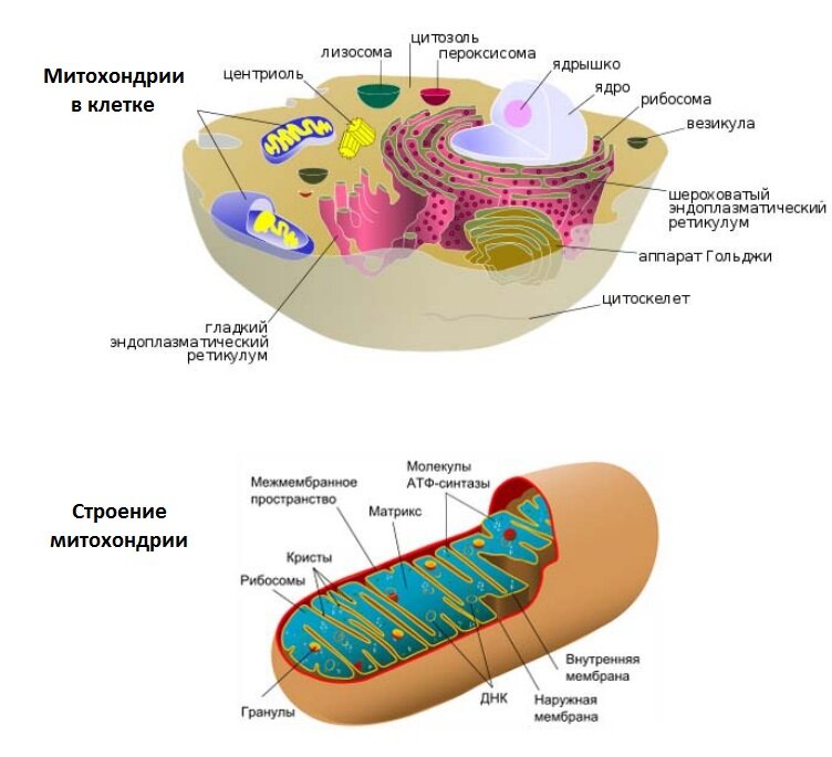Структура митохондрии. Структура клетки митохондрии. Строение митохондрии клетки. Схема строения митохондрии клетки. Строение митохондрии эукариотической клетки.
