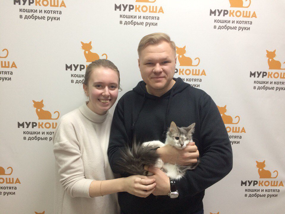 Приют муркоша. Муркоша. Муркоша коты. Adoption центр для кошек «Муркоша».