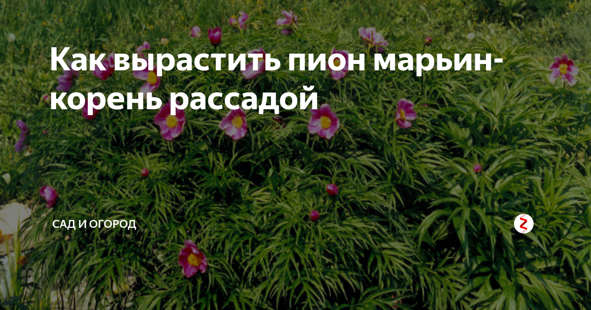 Пион Марьин корень семена
