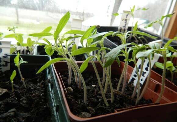 Как подкормить бледную рассаду помидоров: советы по уходу для рассады с светлыми листьями