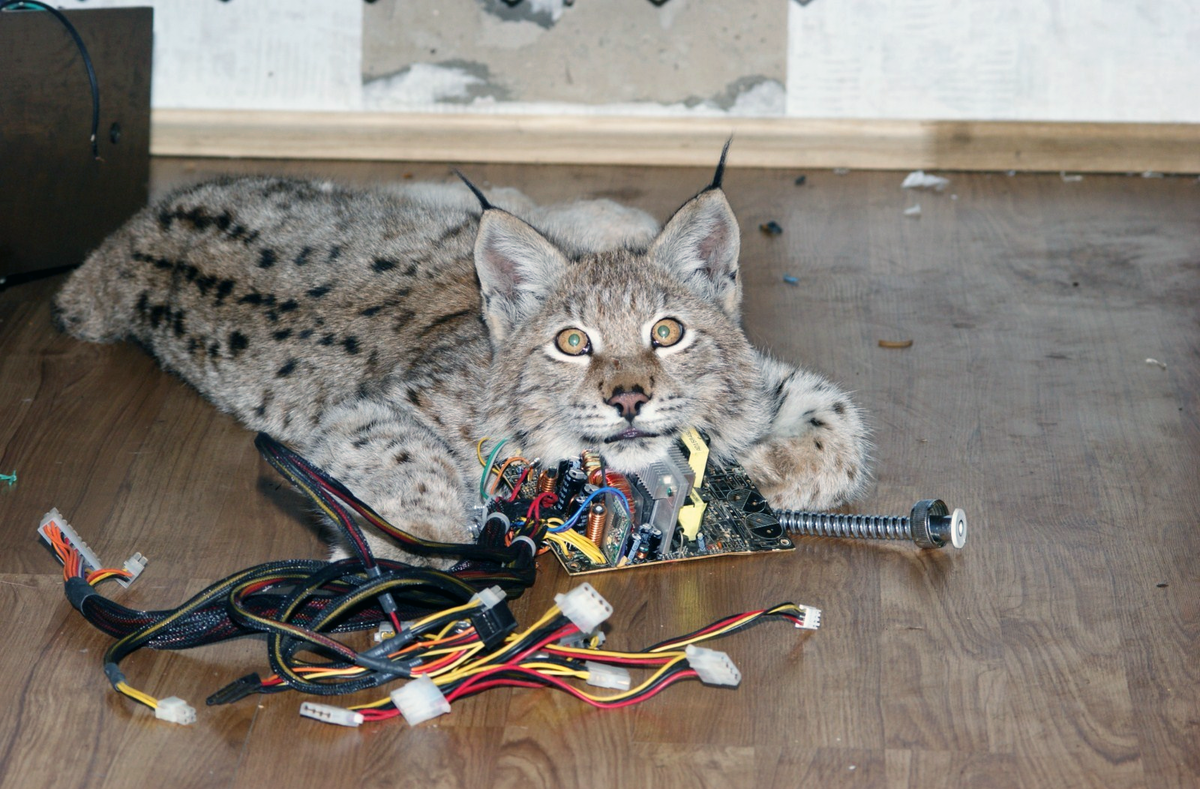 Фото: Joyreactor.cc