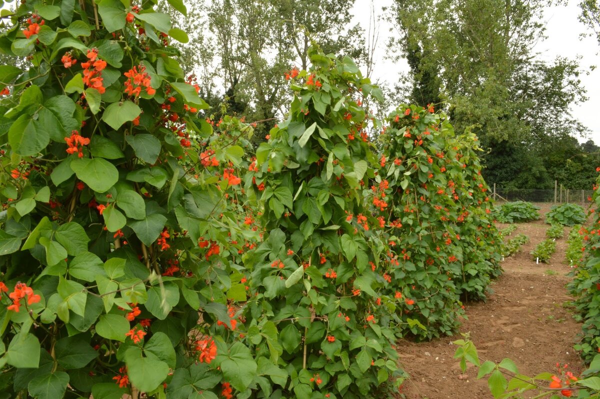фото с сайта http://www.blackberrygarden.co.uk 