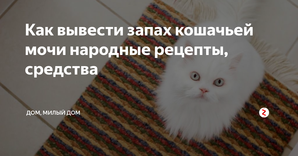 Пот пахнет кошачьей мочой у женщин причины. От чего кошки воняют. Чувствую запах кошачьей мочи. Земля воняет мочой от кота.